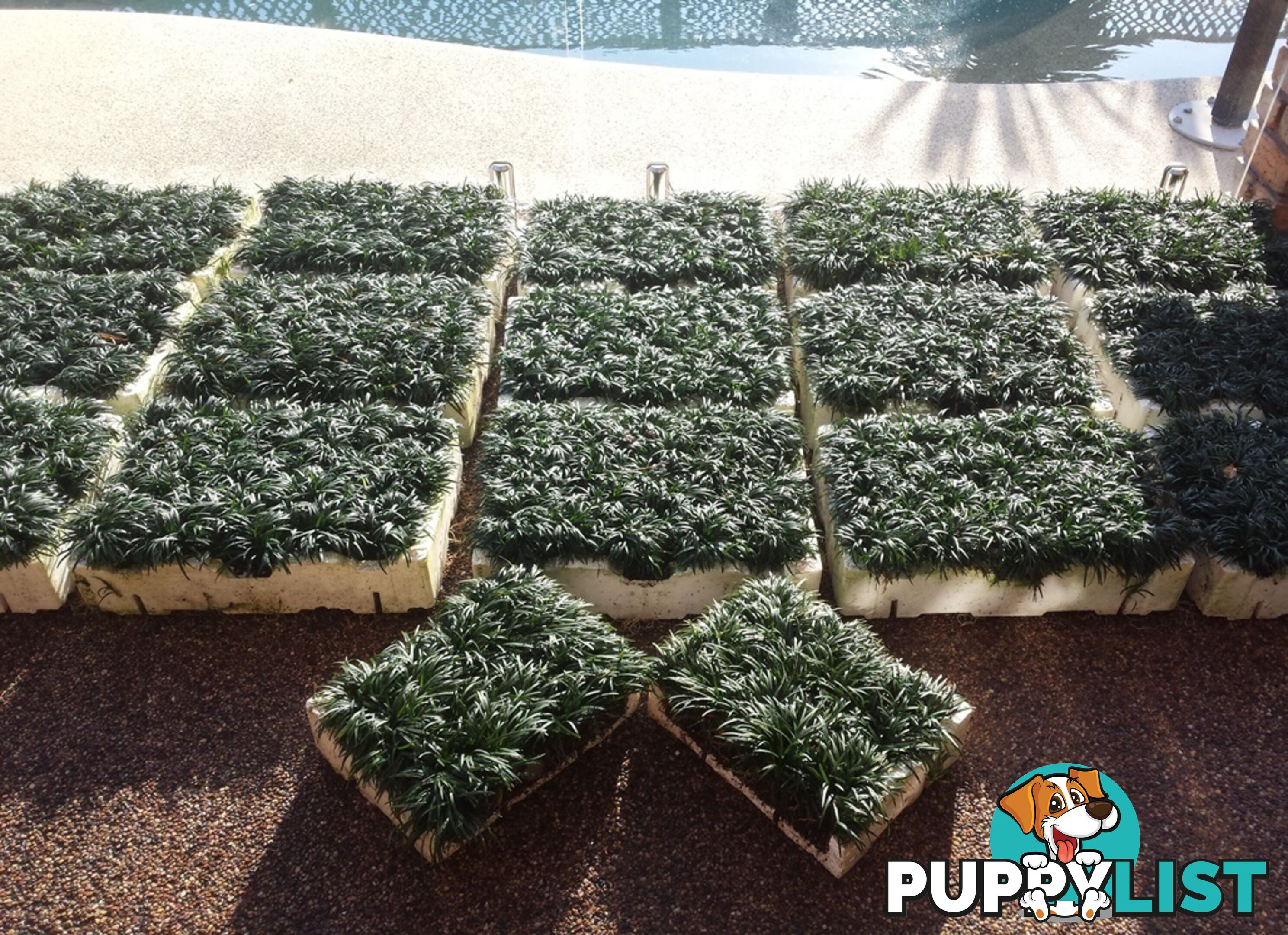 Dwarf / Mini Mondo Grass in Trays of 150+ Plants $109.00 Free Express Post