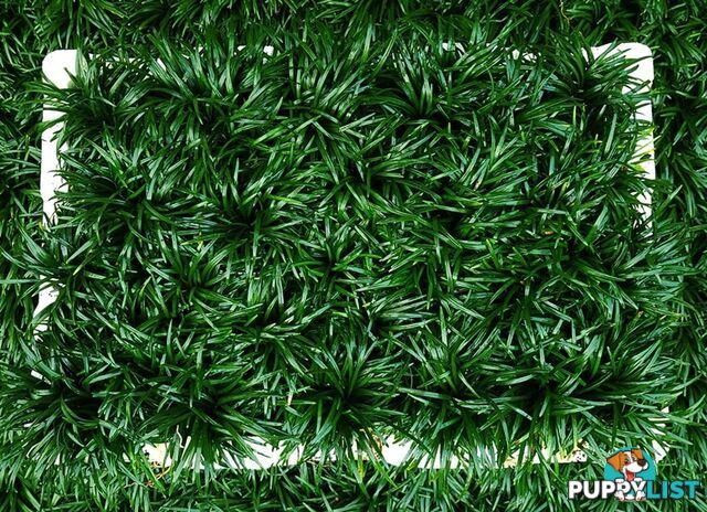 Dwarf / Mini Mondo Grass in Trays of 150+ Plants $109.00 Free Express Post