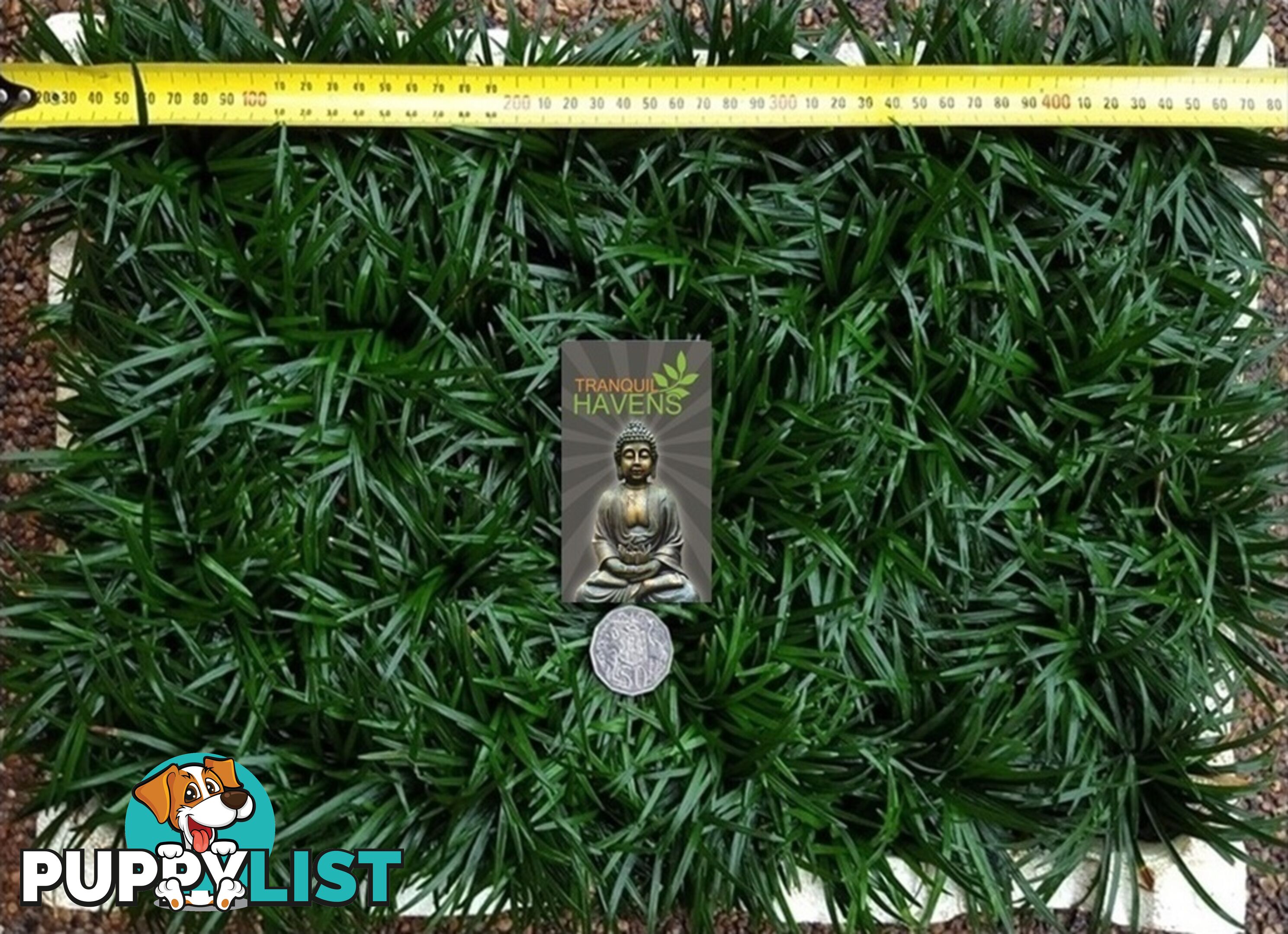 Dwarf / Mini Mondo Grass in Trays of 150+ Plants $109.00 Free Express Post