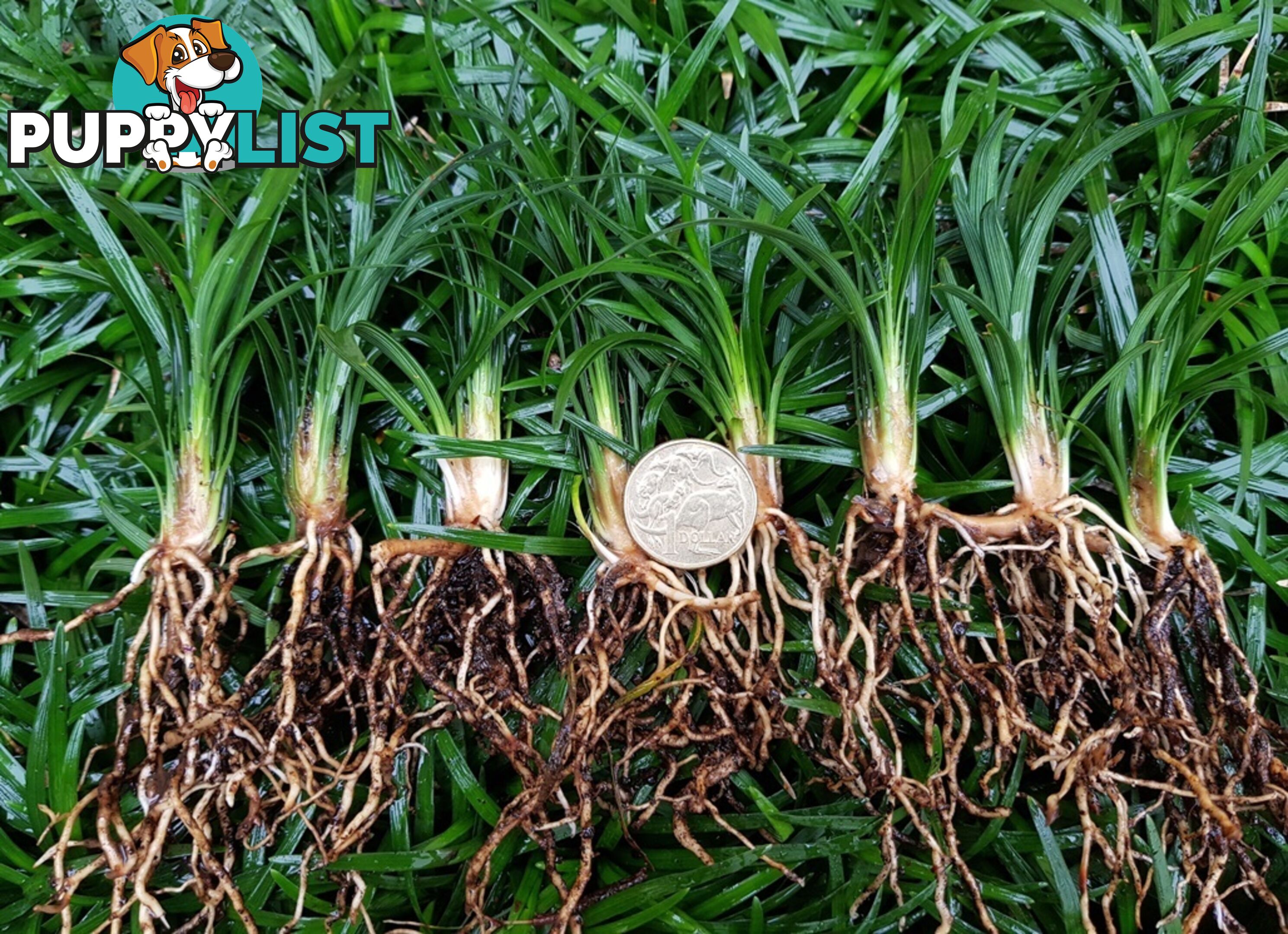 Mini Mondo (Ophiopogon Japonicus Nana) $80.00 including delivery