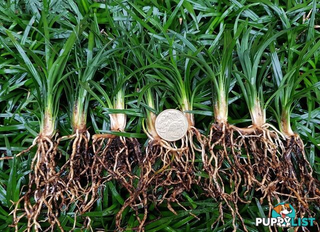 Mini Mondo (Ophiopogon Japonicus Nana) $80.00 including delivery