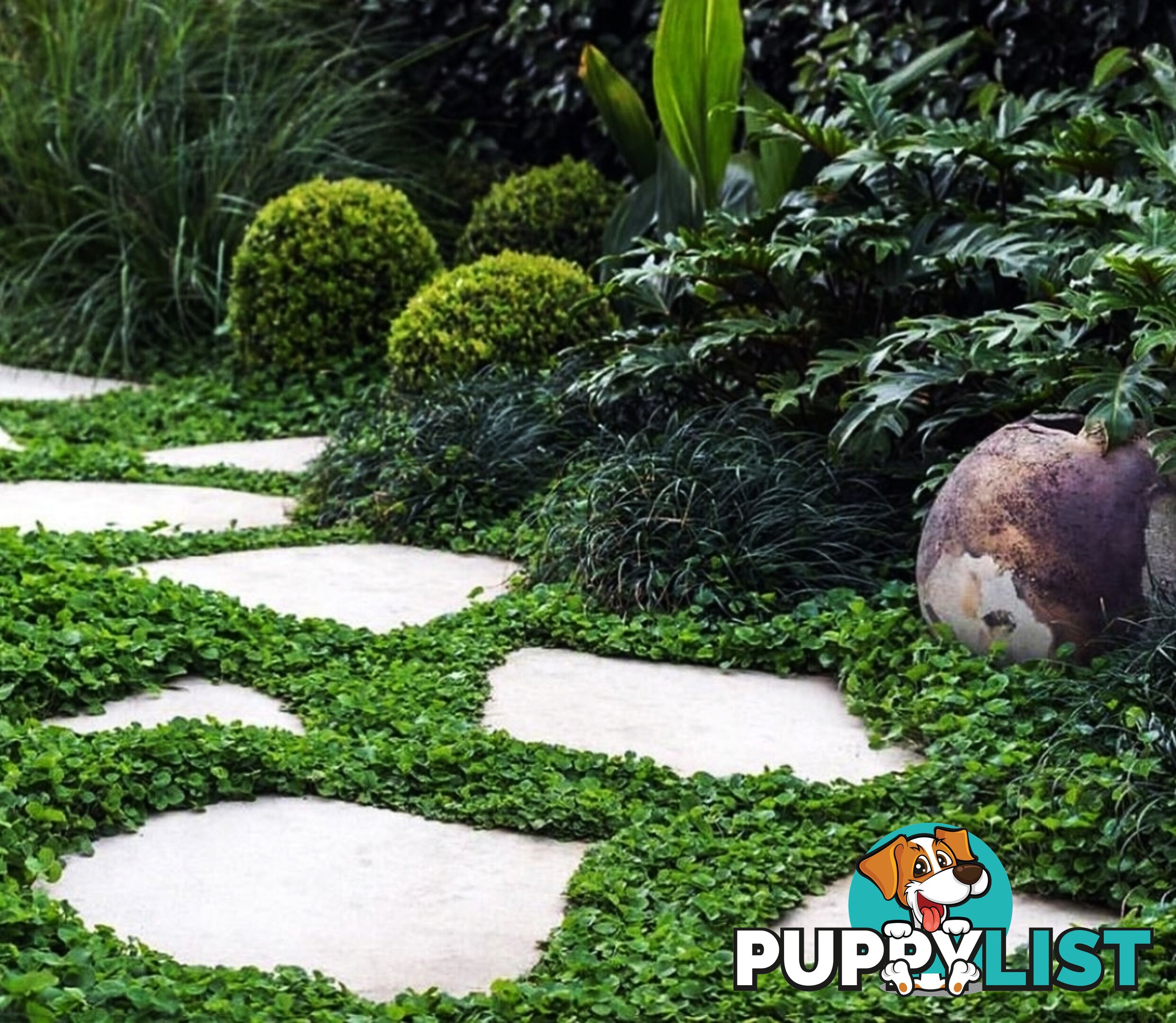 Trays of Dichondra Repens - A Lawn that does not require Mowing!!!