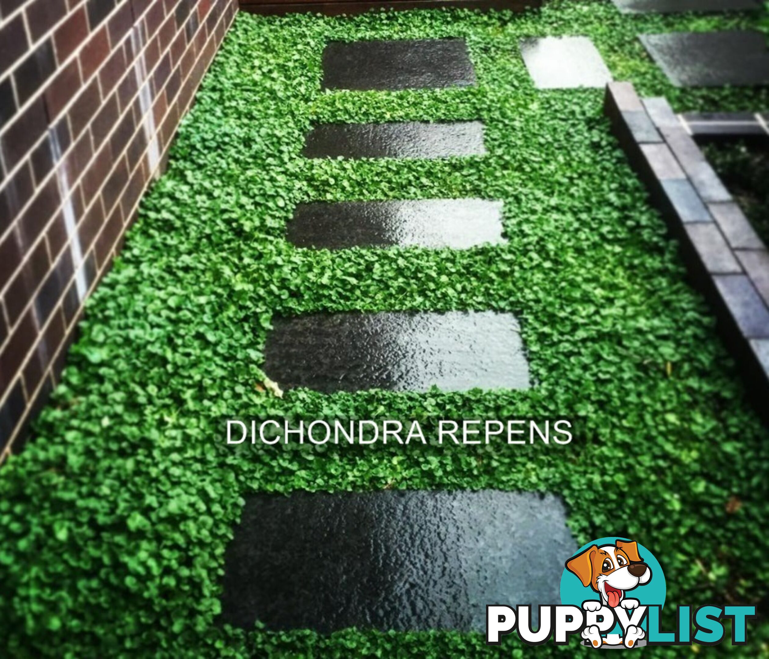 Trays of Dichondra Repens - A Lawn that does not require Mowing!!!
