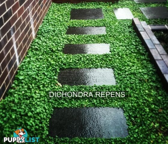 Trays of Dichondra Repens - A Lawn that does not require Mowing!!!