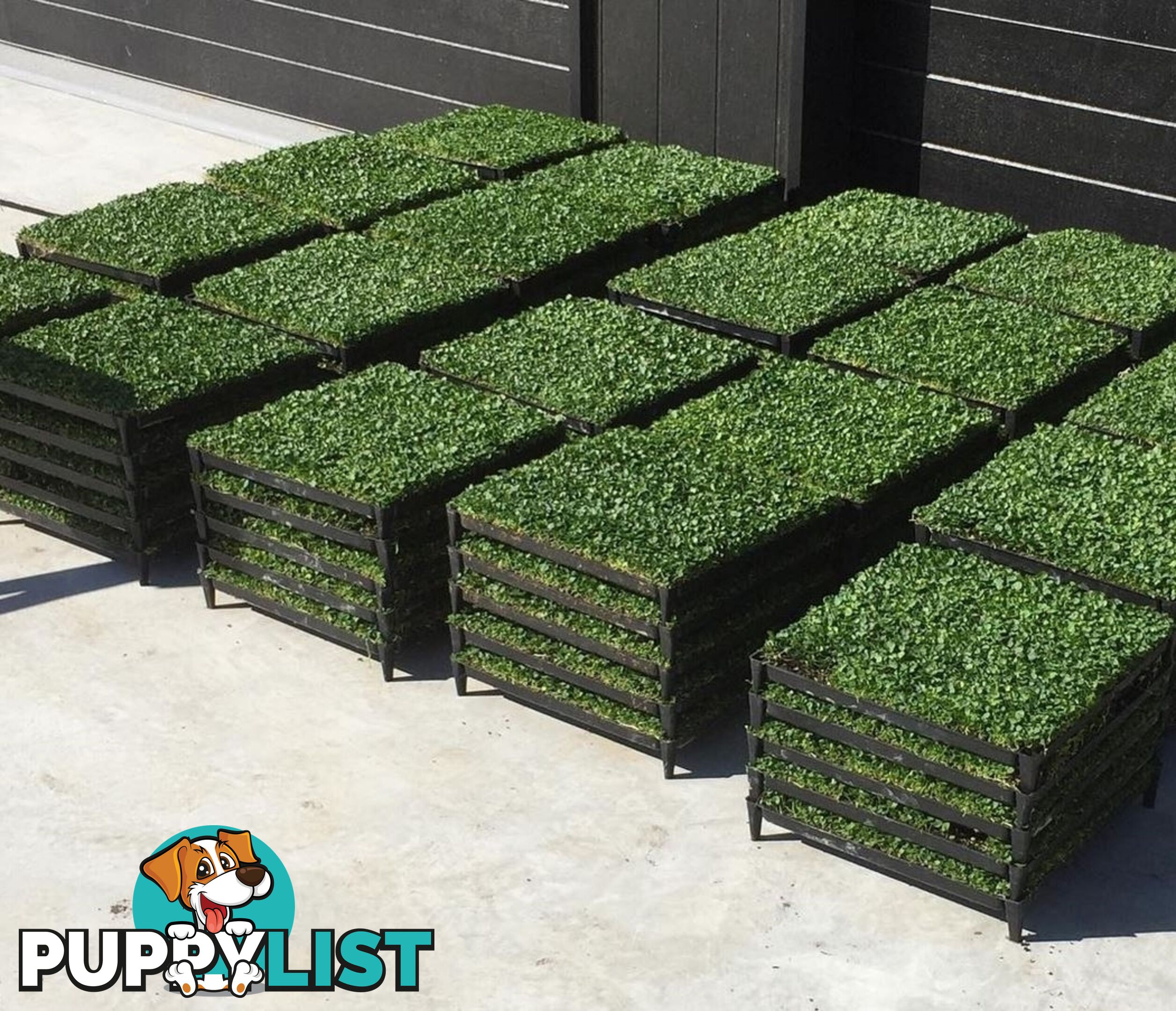 Trays of Dichondra Repens - A Lawn that does not require Mowing!!!