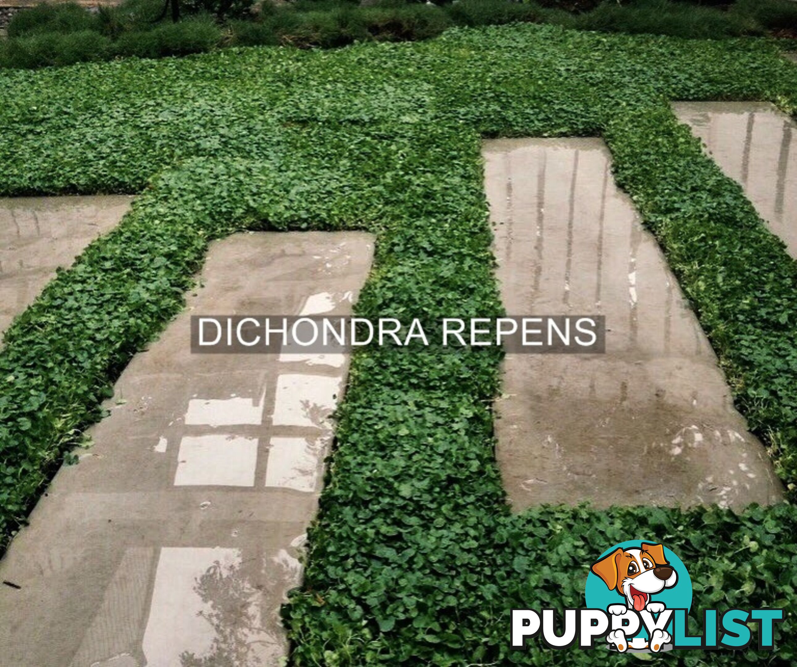 Trays of Dichondra Repens - A Lawn that does not require Mowing!!!