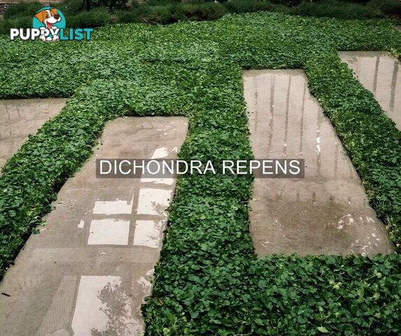 Trays of Dichondra Repens - A Lawn that does not require Mowing!!!