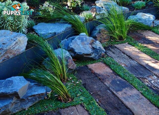 Trays of Dichondra Repens - A Lawn that does not require Mowing!!!