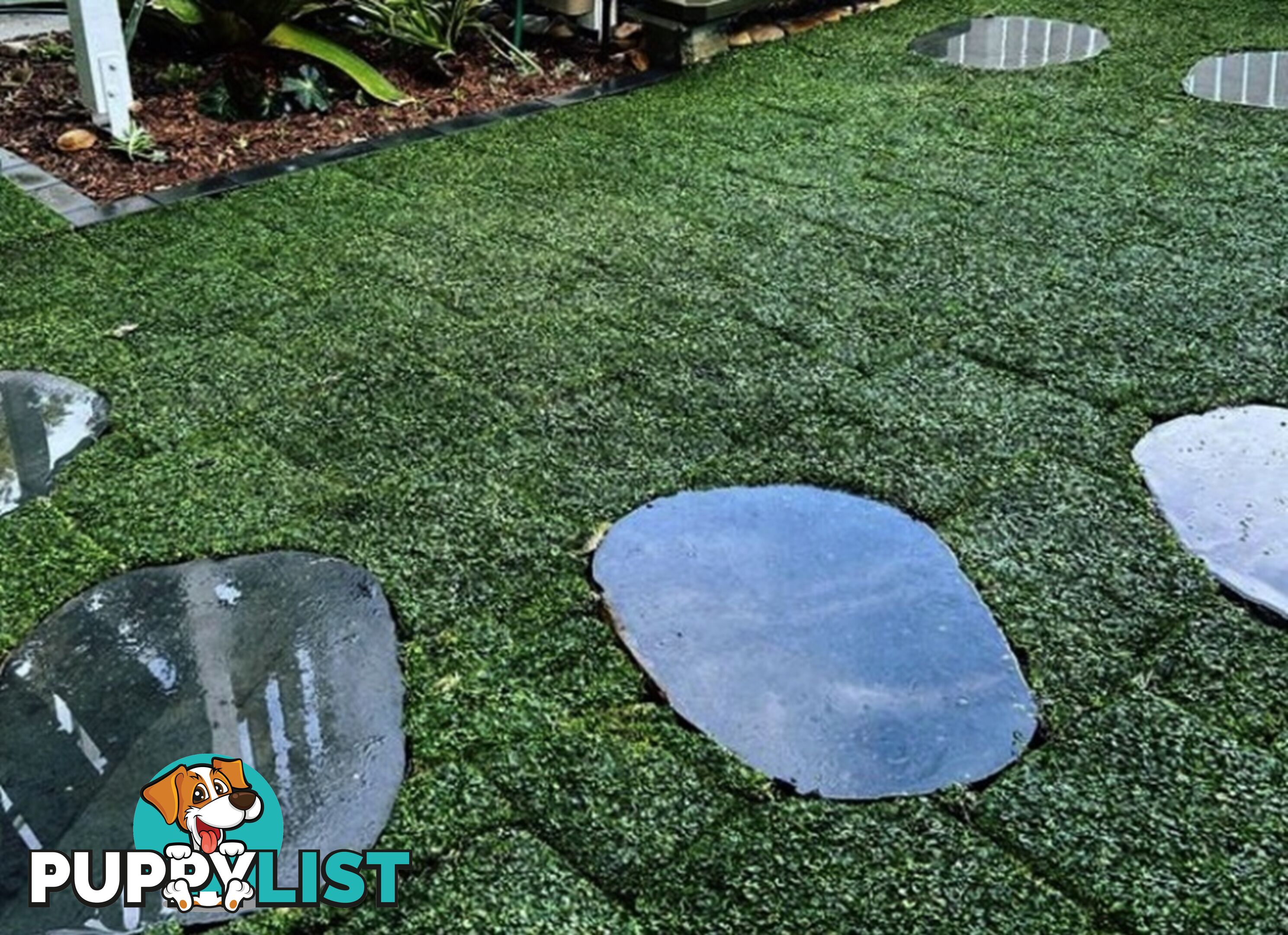 Trays of Dichondra Repens - A Lawn that does not require Mowing!!!
