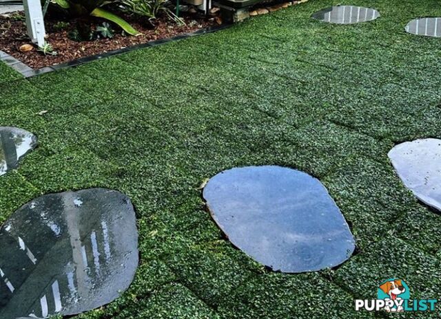 Trays of Dichondra Repens - A Lawn that does not require Mowing!!!