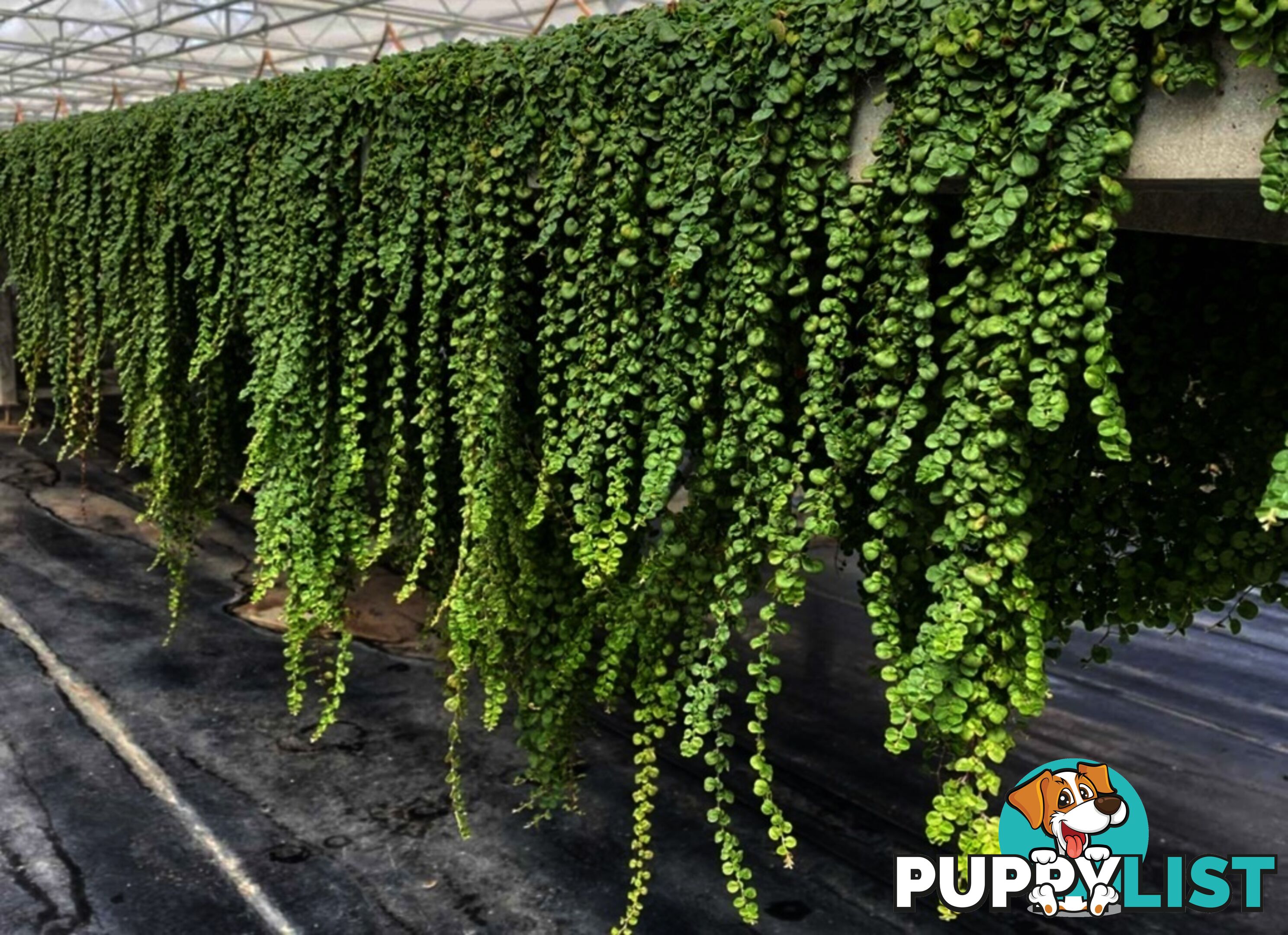 Trays of Dichondra Repens - A Lawn that does not require Mowing!!!
