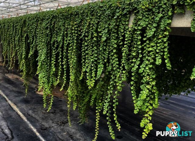 Trays of Dichondra Repens - A Lawn that does not require Mowing!!!