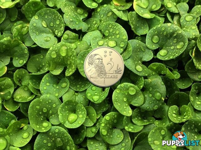 Trays of Dichondra Repens - A Lawn that does not require Mowing!!!