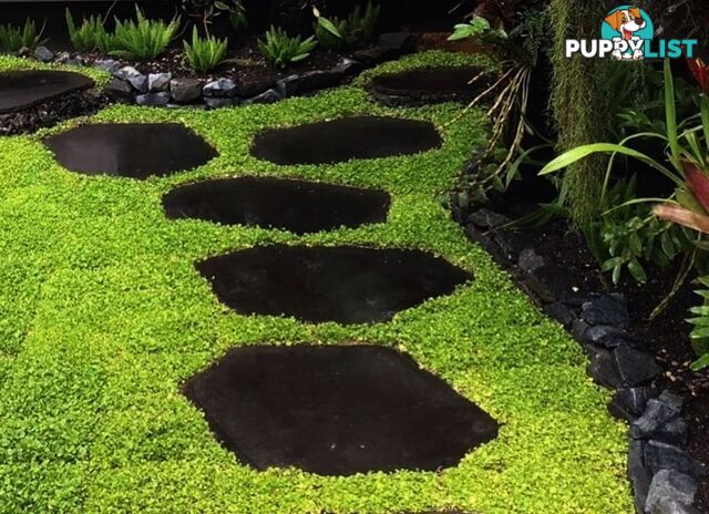 Trays of Dichondra Repens - A Lawn that does not require Mowing!!!
