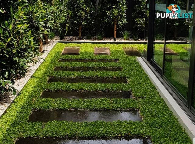 Trays of Dichondra Repens - A Lawn that does not require Mowing!!!