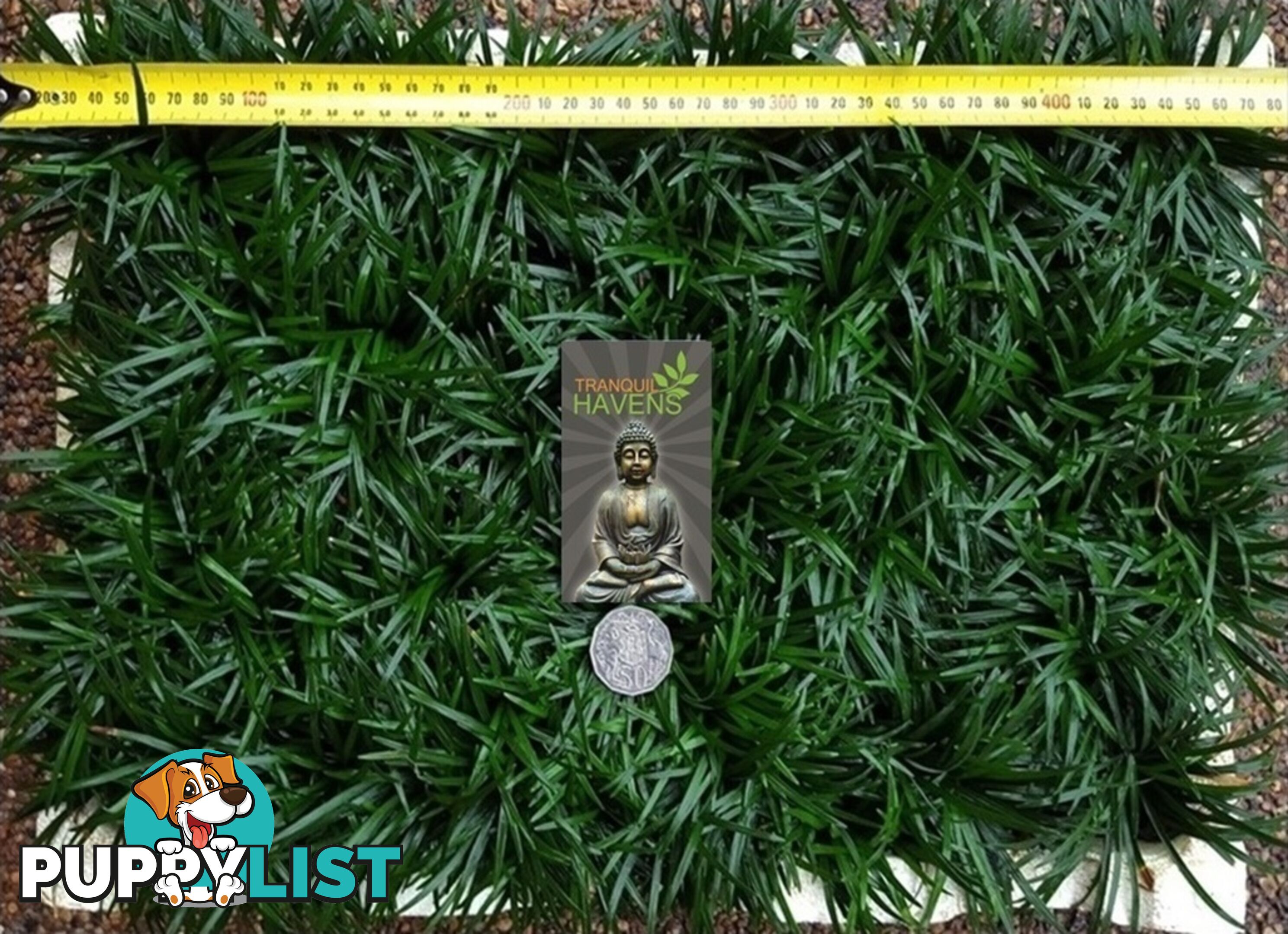 Dwarf / Mini Mondo Grass in Trays of 150+ Plants $109.00 Free Express Post