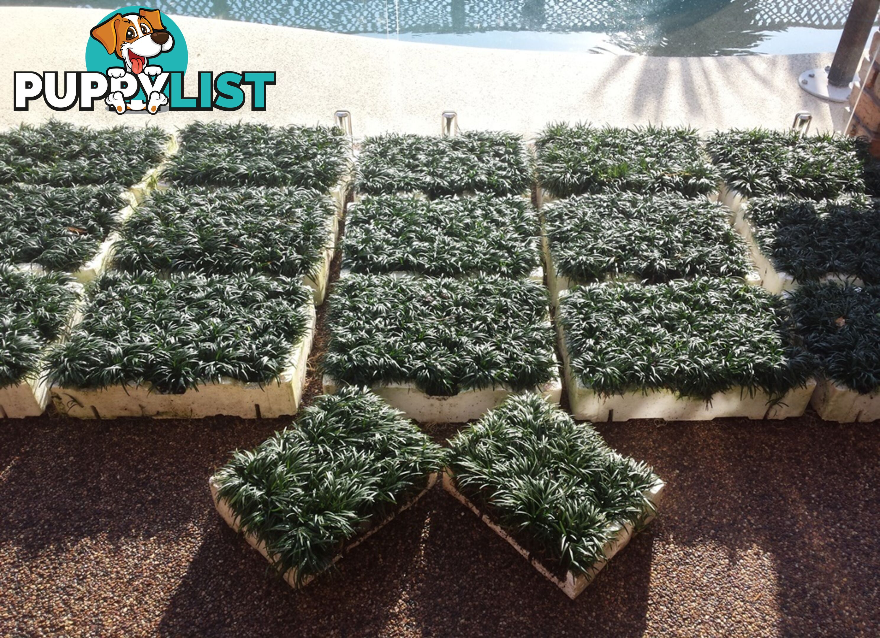 Dwarf / Mini Mondo Grass in Trays of 150+ Plants $109.00 Free Express Post