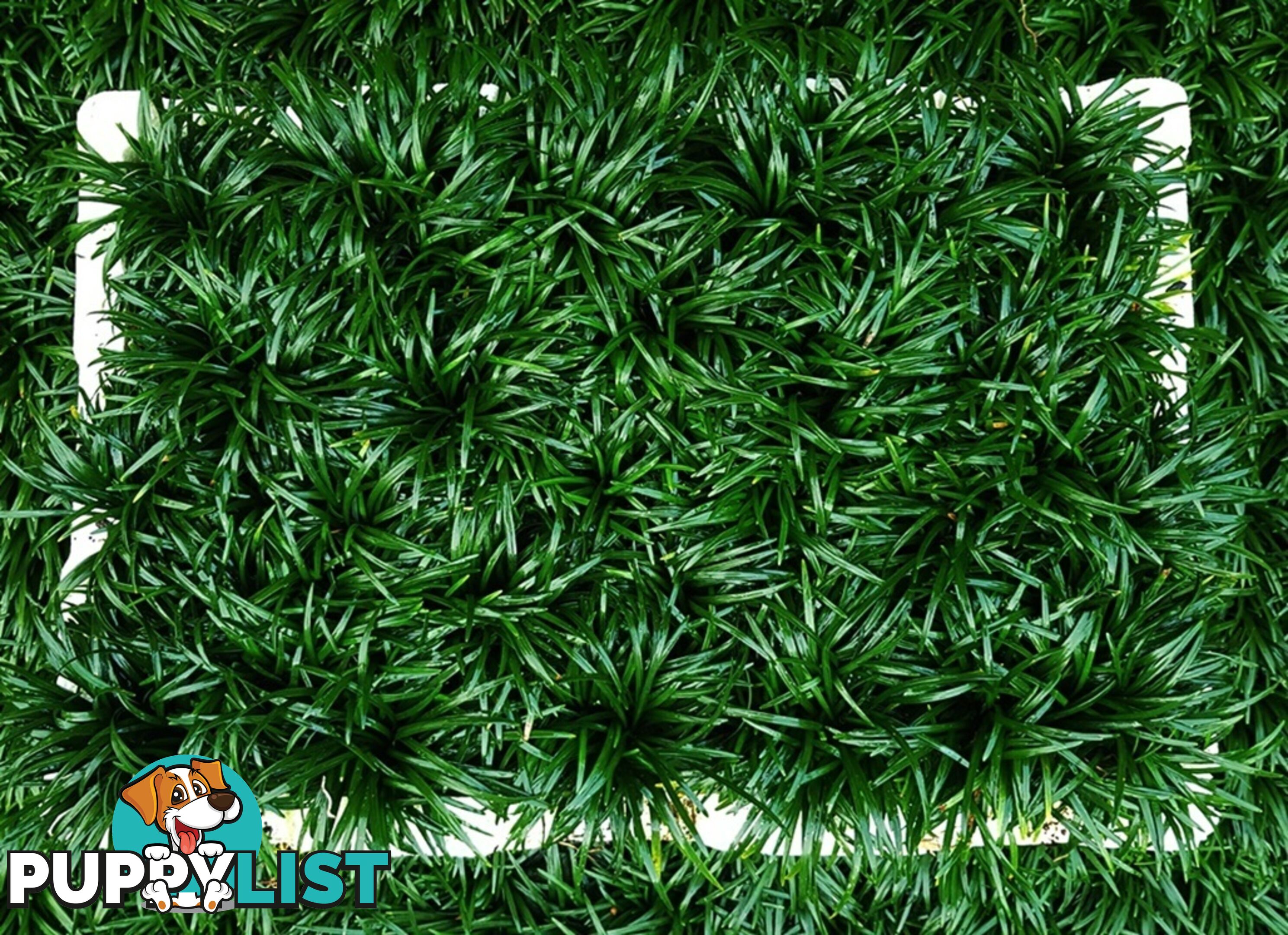 Dwarf / Mini Mondo Grass in Trays of 150+ Plants $109.00 Free Express Post