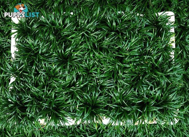 Dwarf / Mini Mondo Grass in Trays of 150+ Plants $109.00 Free Express Post