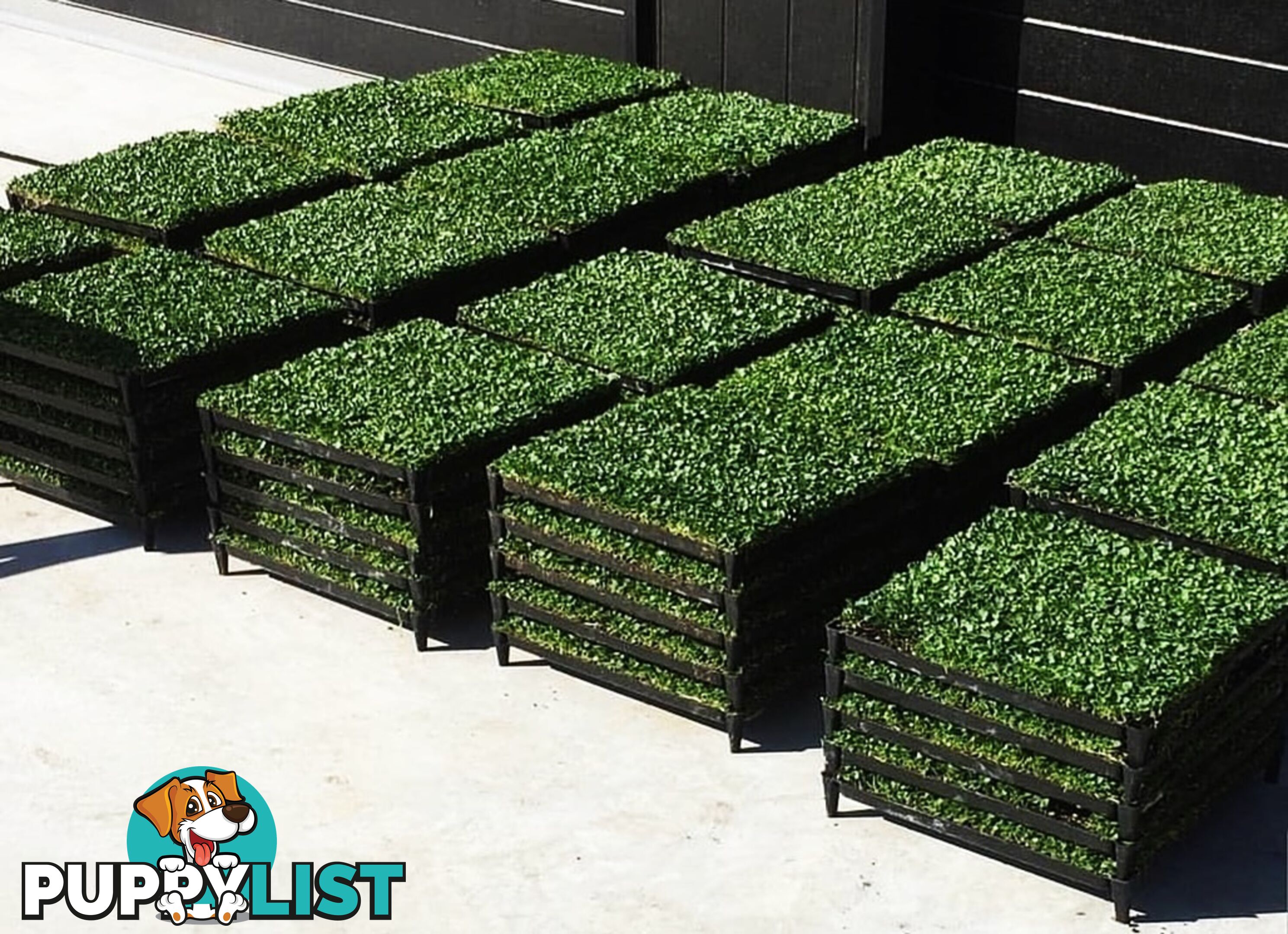 Trays of Dichondra Repens - A Lawn that does not require Mowing!!!