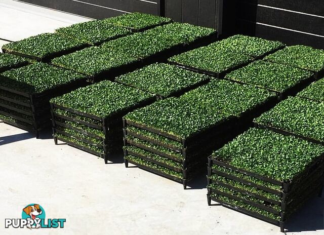 Trays of Dichondra Repens - A Lawn that does not require Mowing!!!