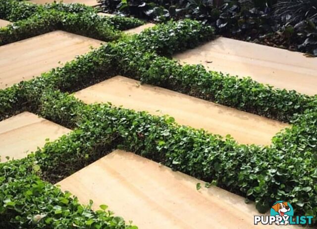 Trays of Dichondra Repens - A Lawn that does not require Mowing!!!