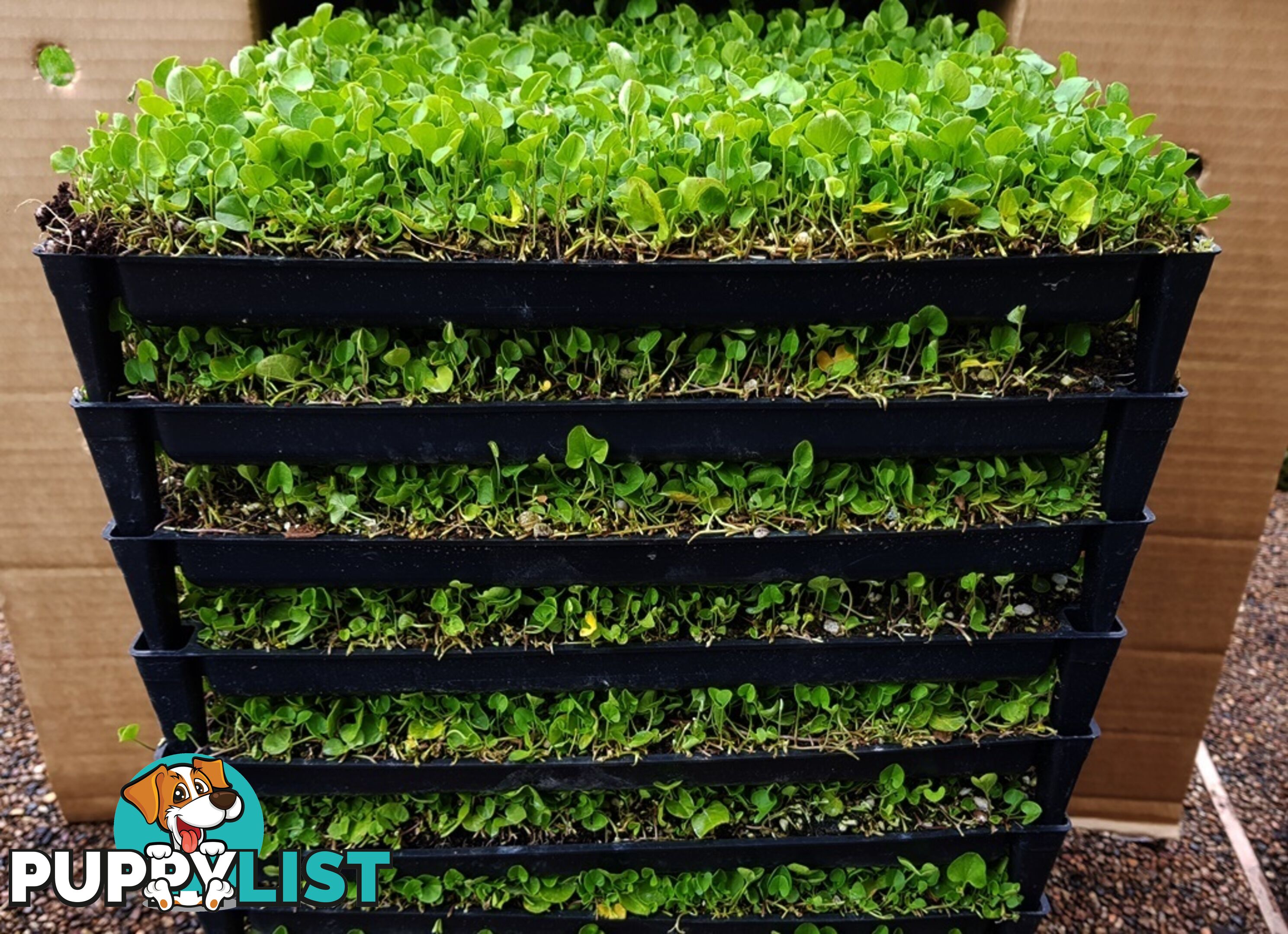 Trays of Dichondra Repens - A Lawn that does not require Mowing!!!