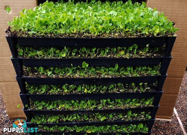 Trays of Dichondra Repens - A Lawn that does not require Mowing!!!