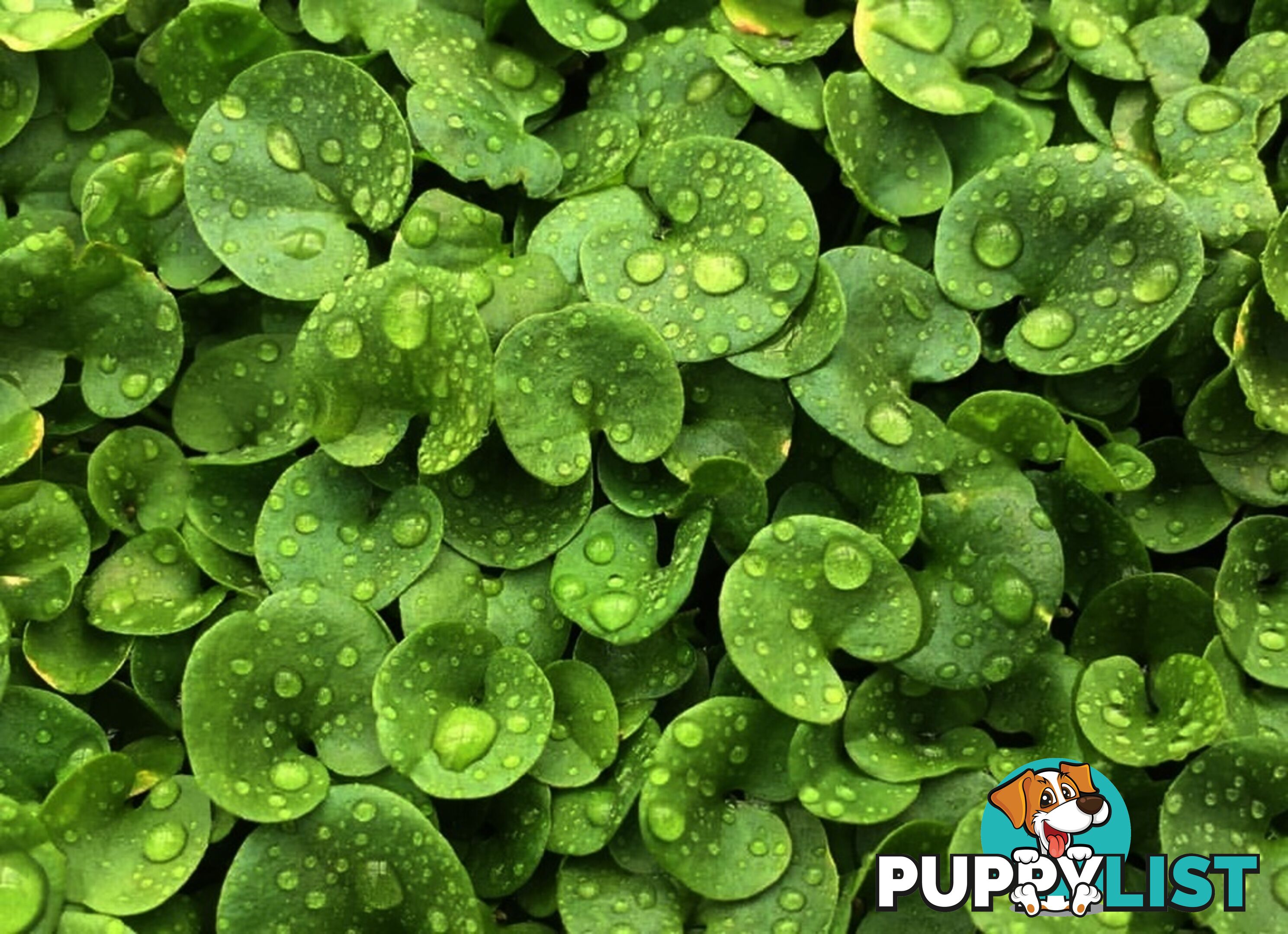 Trays of Dichondra Repens - A Lawn that does not require Mowing!!!