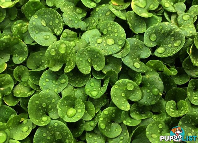 Trays of Dichondra Repens - A Lawn that does not require Mowing!!!