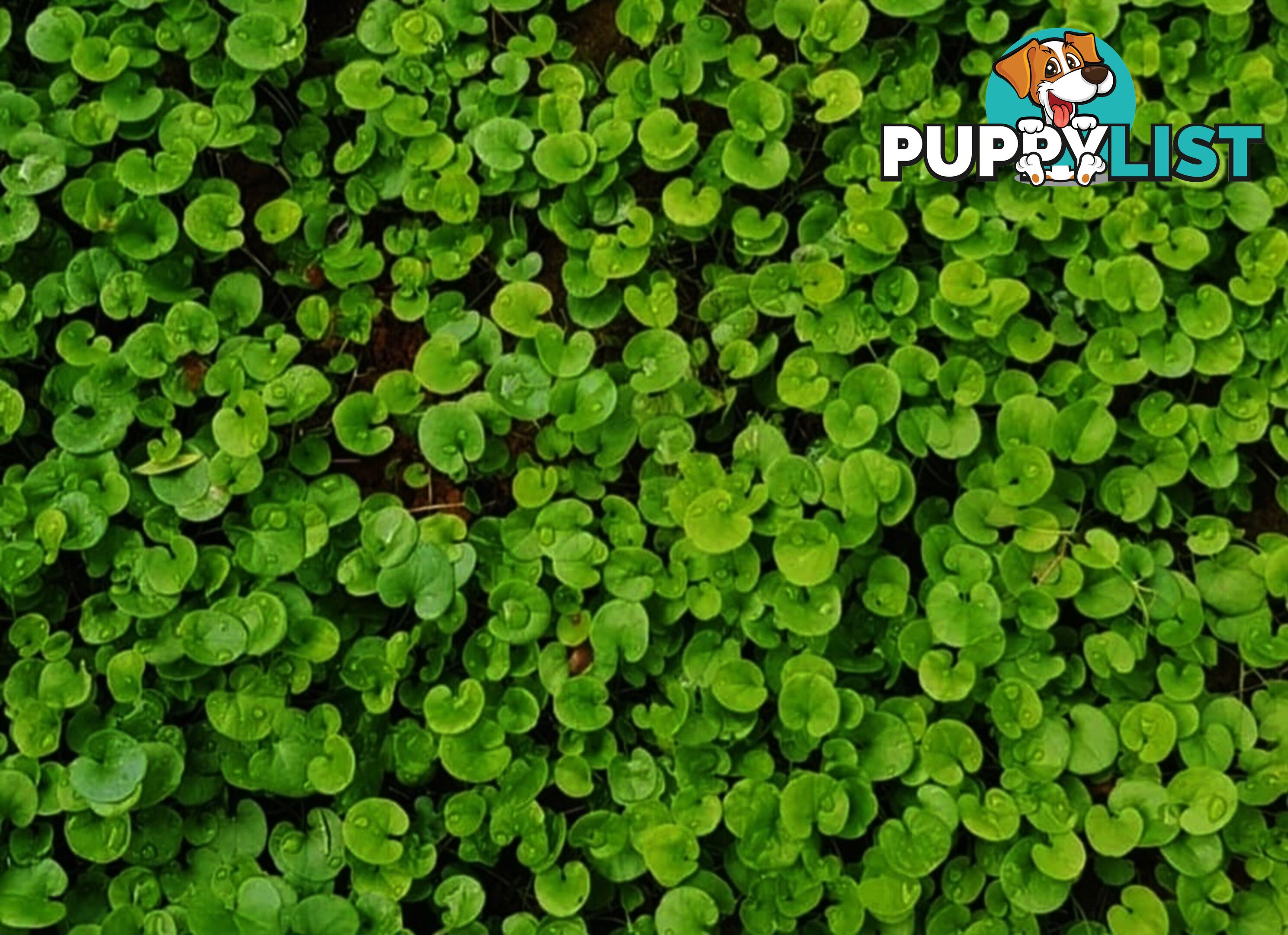 Trays of Dichondra Repens - A Lawn that does not require Mowing!!!