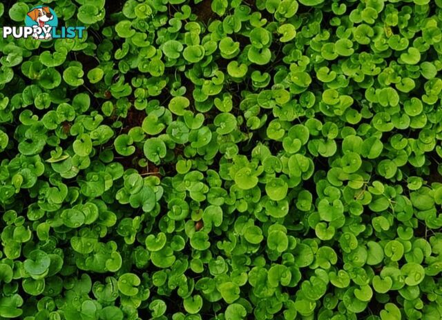 Trays of Dichondra Repens - A Lawn that does not require Mowing!!!