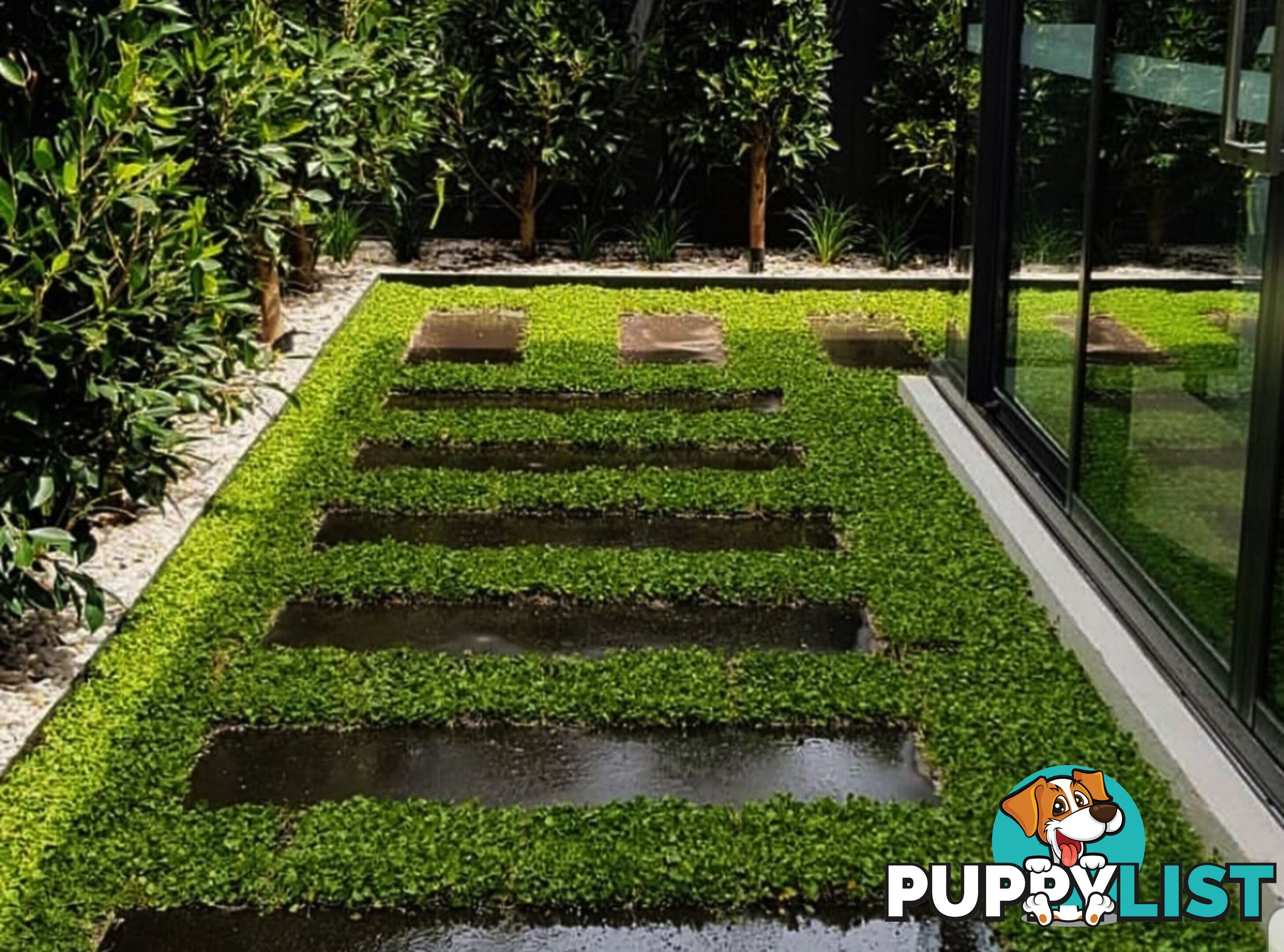 Trays of Dichondra Repens - A Lawn that does not require Mowing!!!