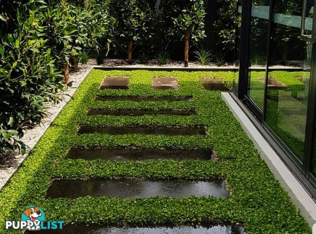 Trays of Dichondra Repens - A Lawn that does not require Mowing!!!