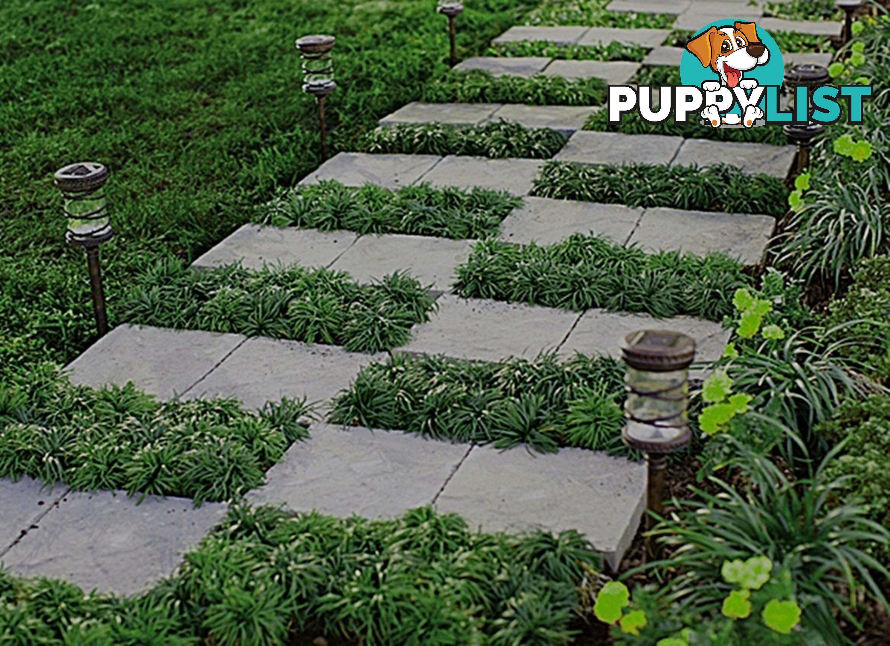 Dwarf / Mini Mondo Grass $80.00 including delivery Australia-Wide