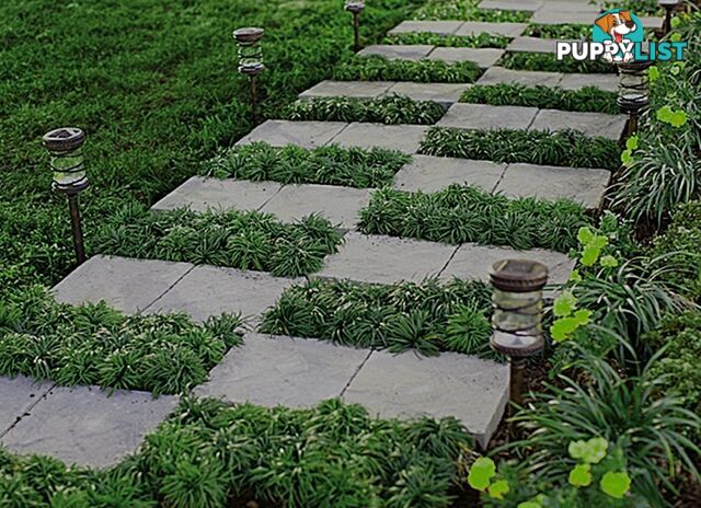 Dwarf / Mini Mondo Grass $80.00 including delivery Australia-Wide