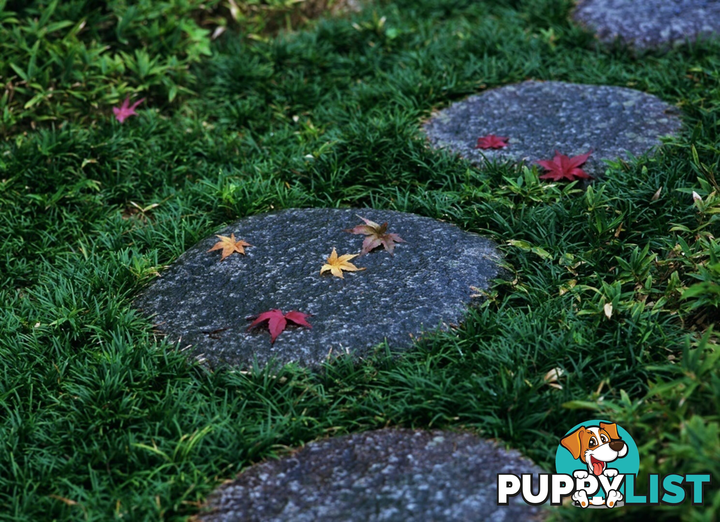 Dwarf / Mini Mondo Grass $80.00 including delivery Australia-Wide
