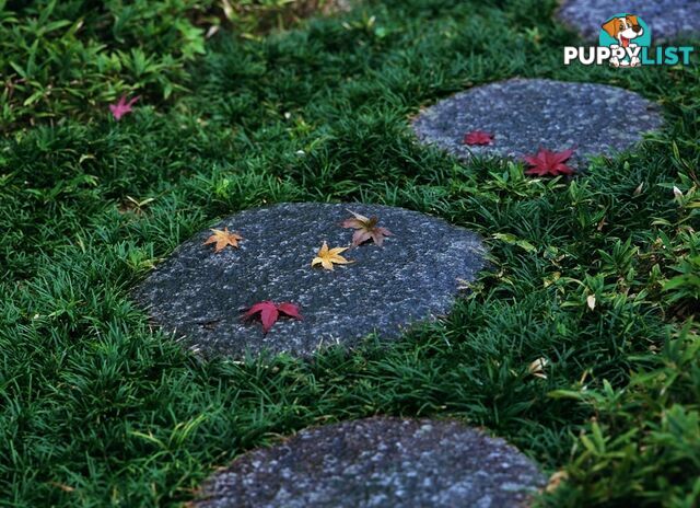 Dwarf / Mini Mondo Grass $80.00 including delivery Australia-Wide
