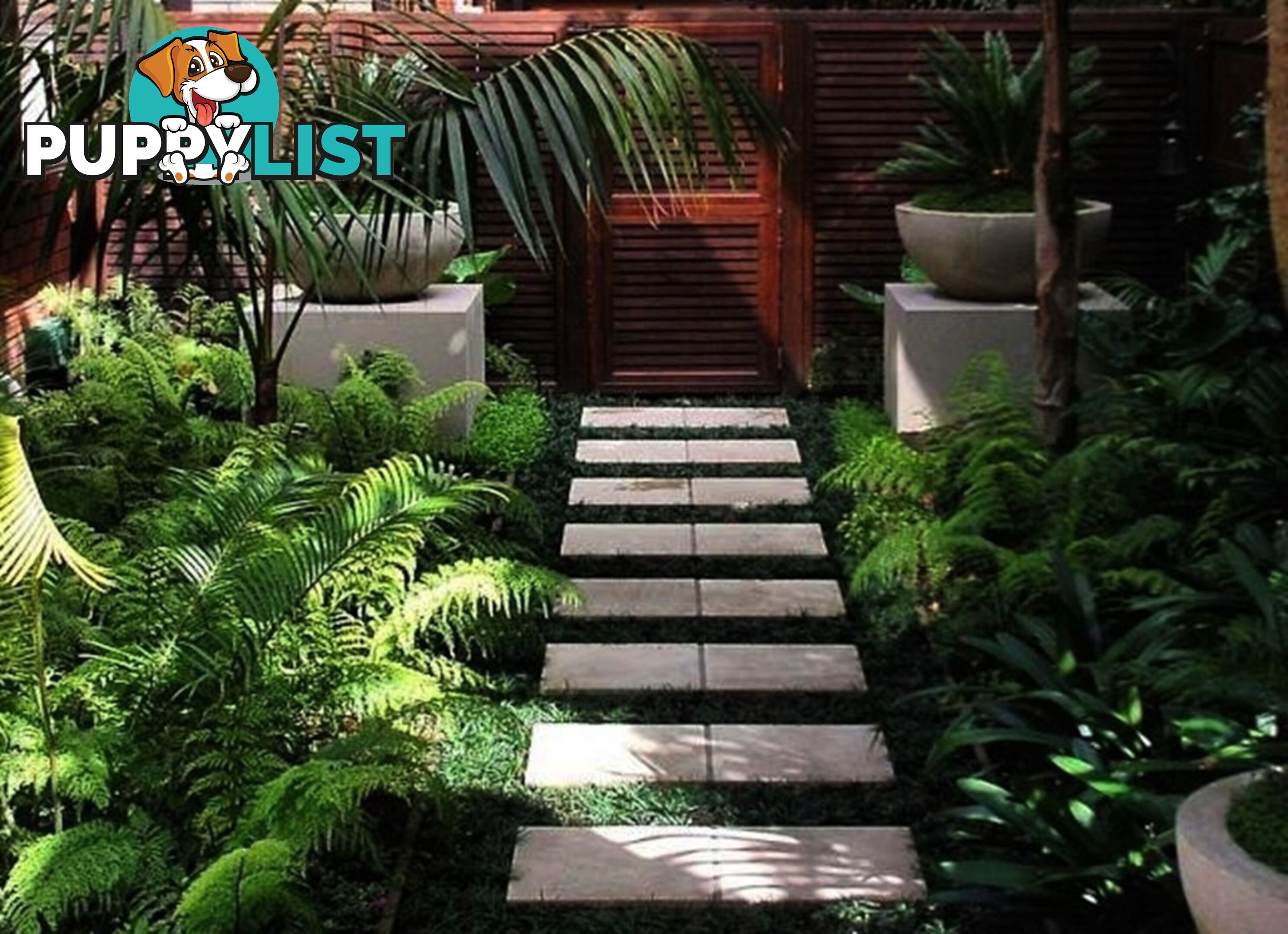 Dwarf / Mini Mondo Grass $80.00 including delivery Australia-Wide