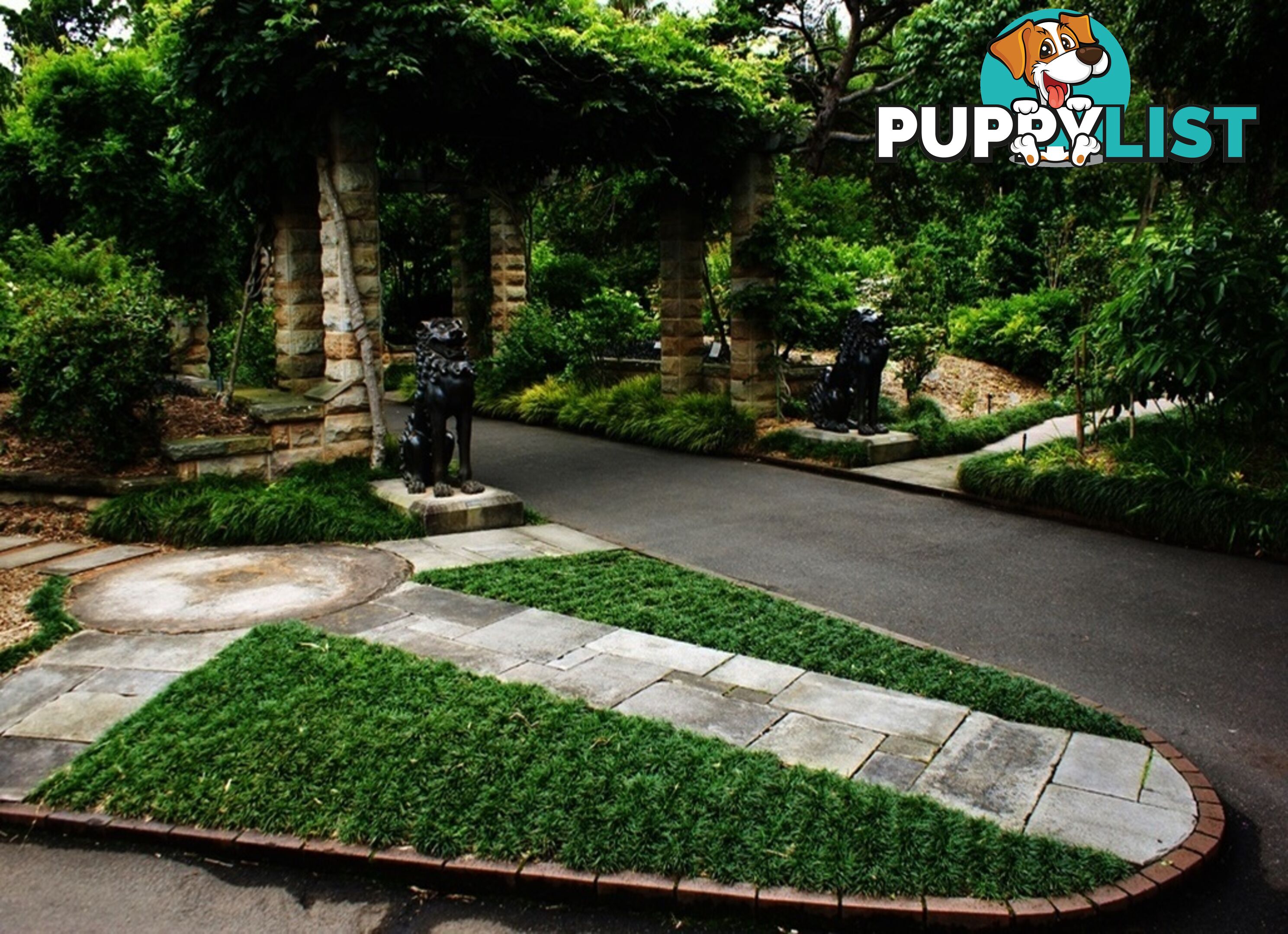 Dwarf / Mini Mondo Grass $80.00 including delivery Australia-Wide