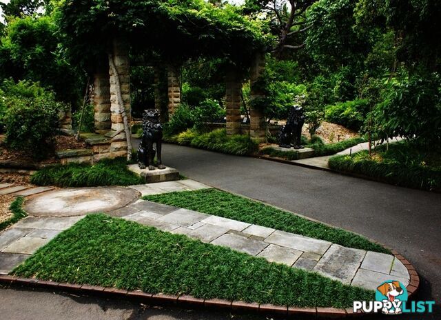 Dwarf / Mini Mondo Grass $80.00 including delivery Australia-Wide