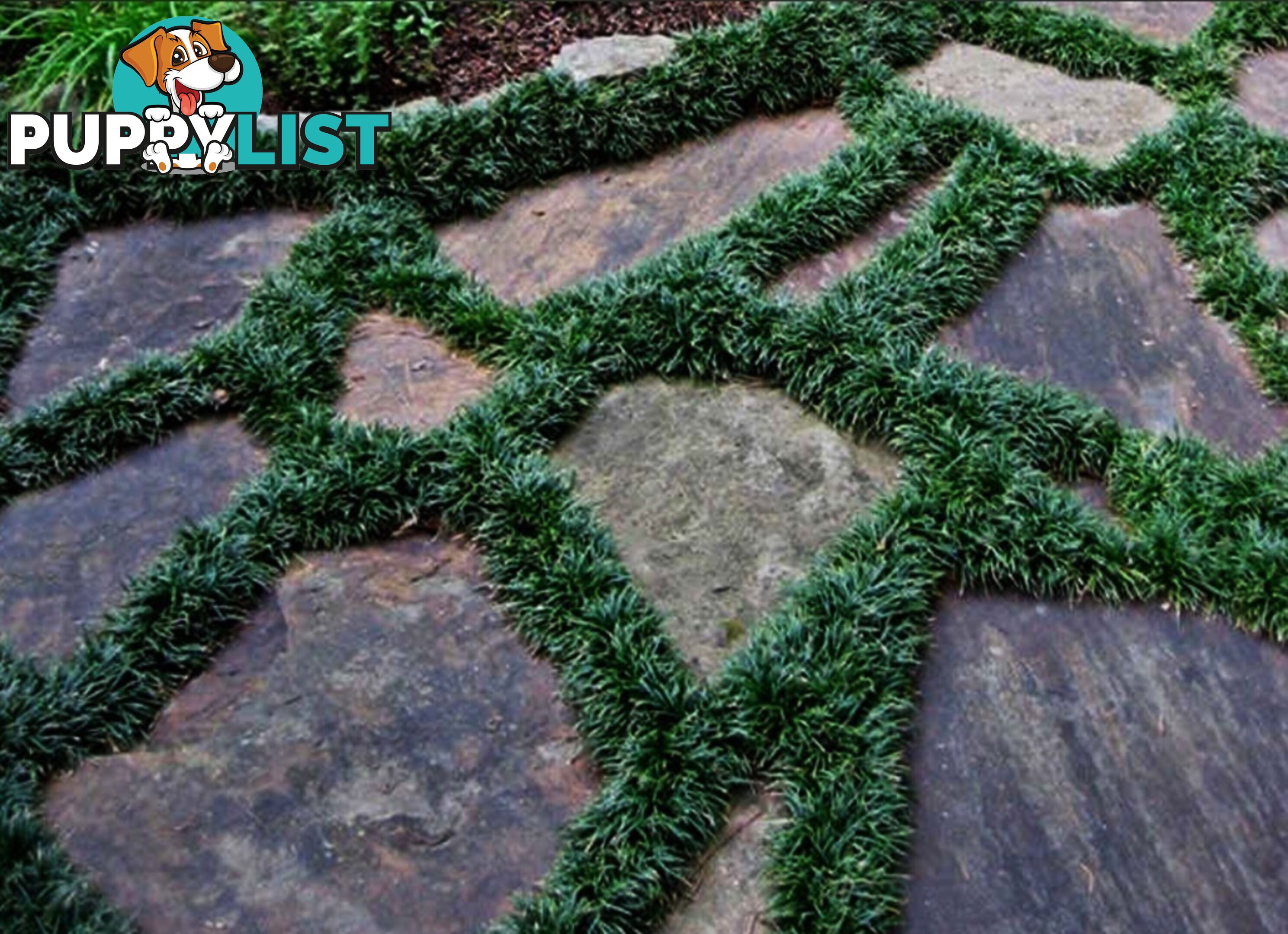 Dwarf / Mini Mondo Grass $80.00 including delivery Australia-Wide