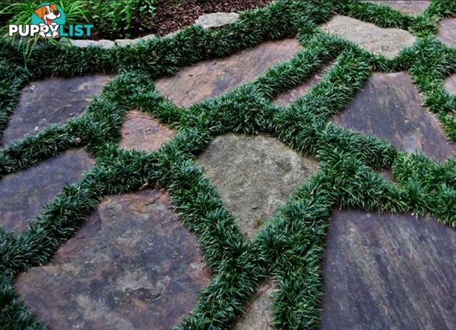 Dwarf / Mini Mondo Grass $80.00 including delivery Australia-Wide