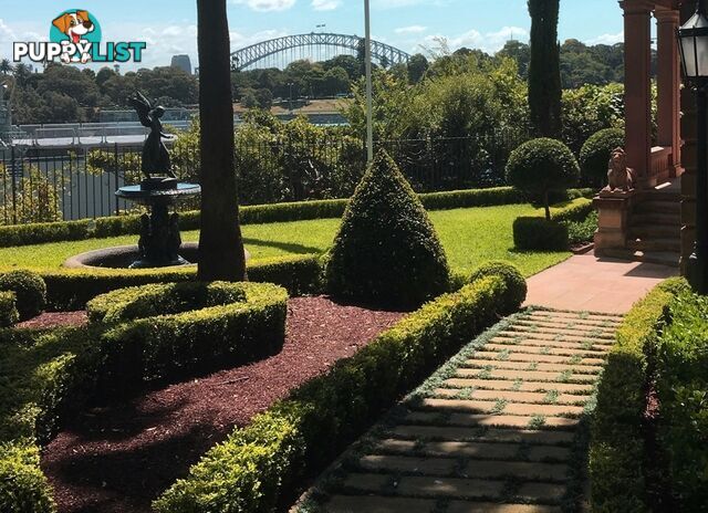 Dwarf / Mini Mondo Grass $80.00 including delivery Australia-Wide