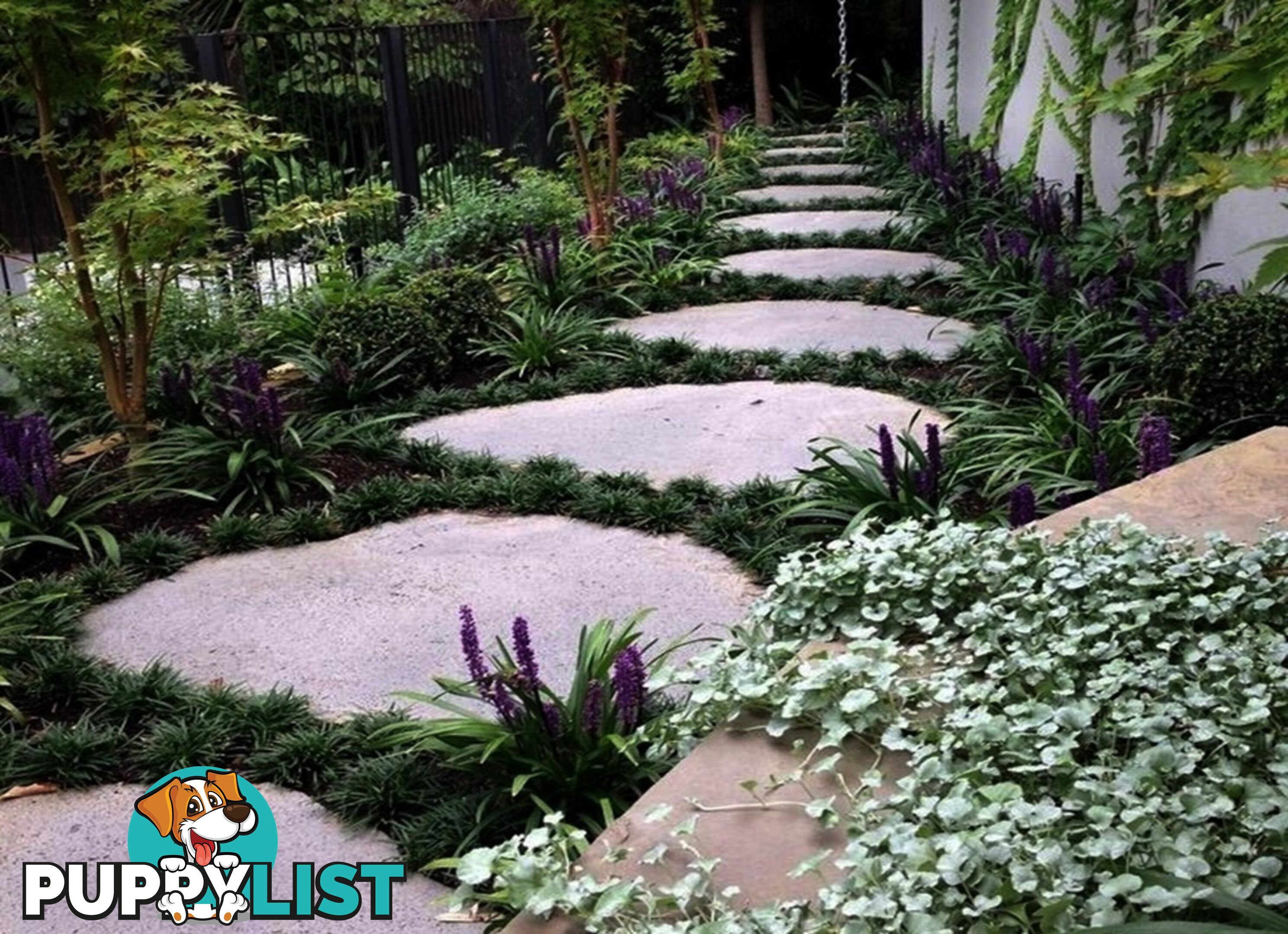 Dwarf / Mini Mondo Grass $80.00 including delivery Australia-Wide
