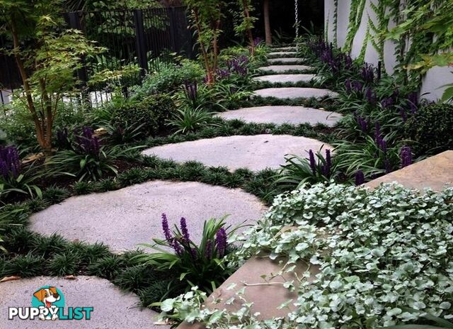 Dwarf / Mini Mondo Grass $80.00 including delivery Australia-Wide