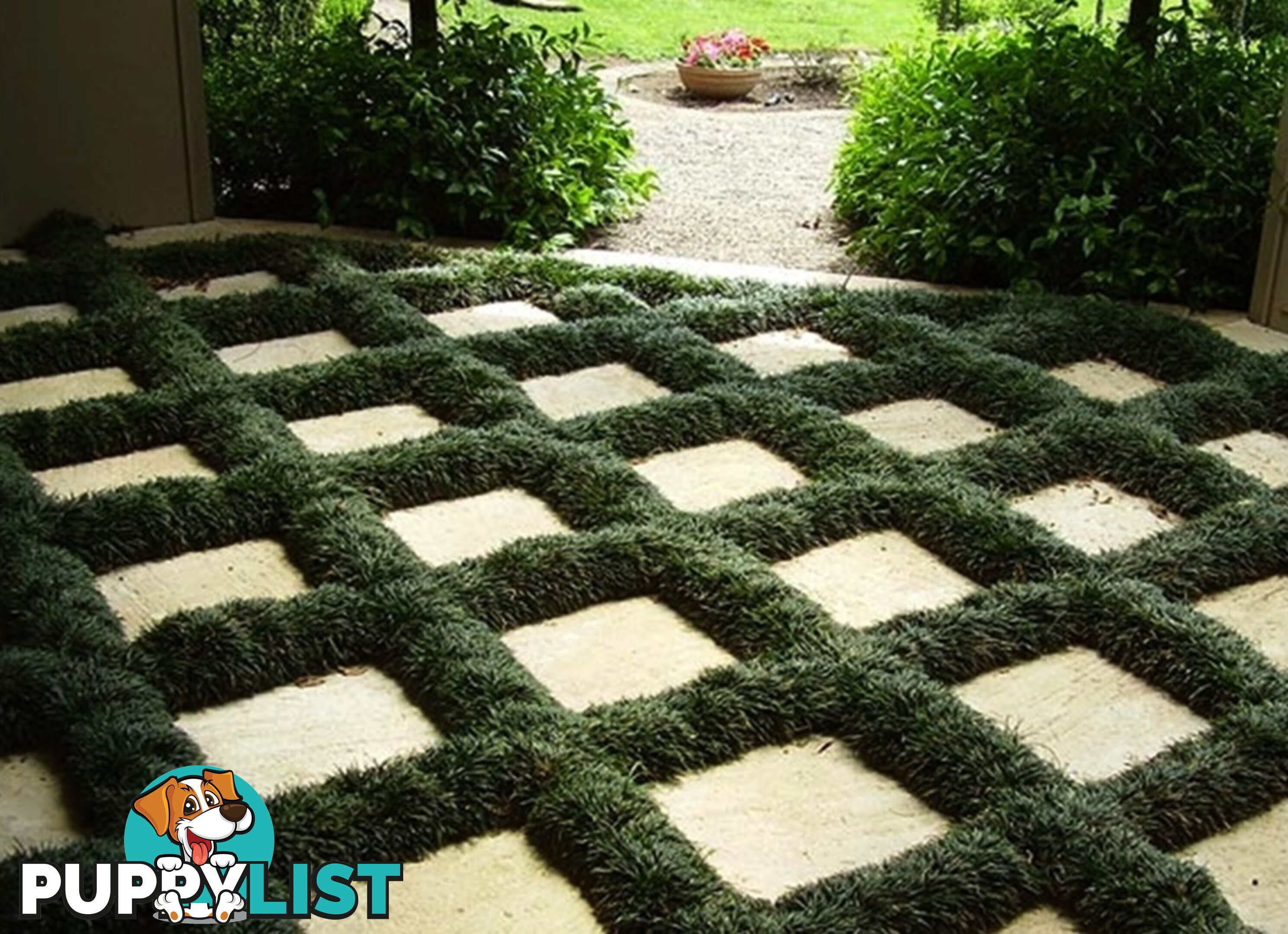 Dwarf / Mini Mondo Grass $80.00 including delivery Australia-Wide