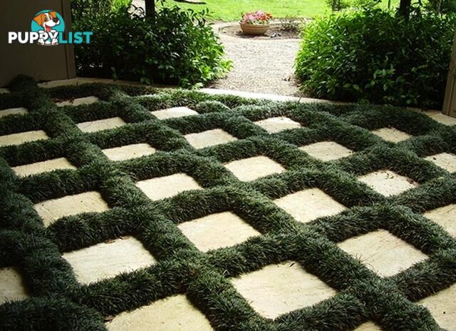 Dwarf / Mini Mondo Grass $80.00 including delivery Australia-Wide
