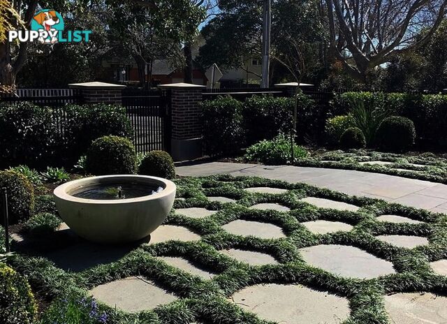 Dwarf / Mini Mondo Grass $80.00 including delivery Australia-Wide