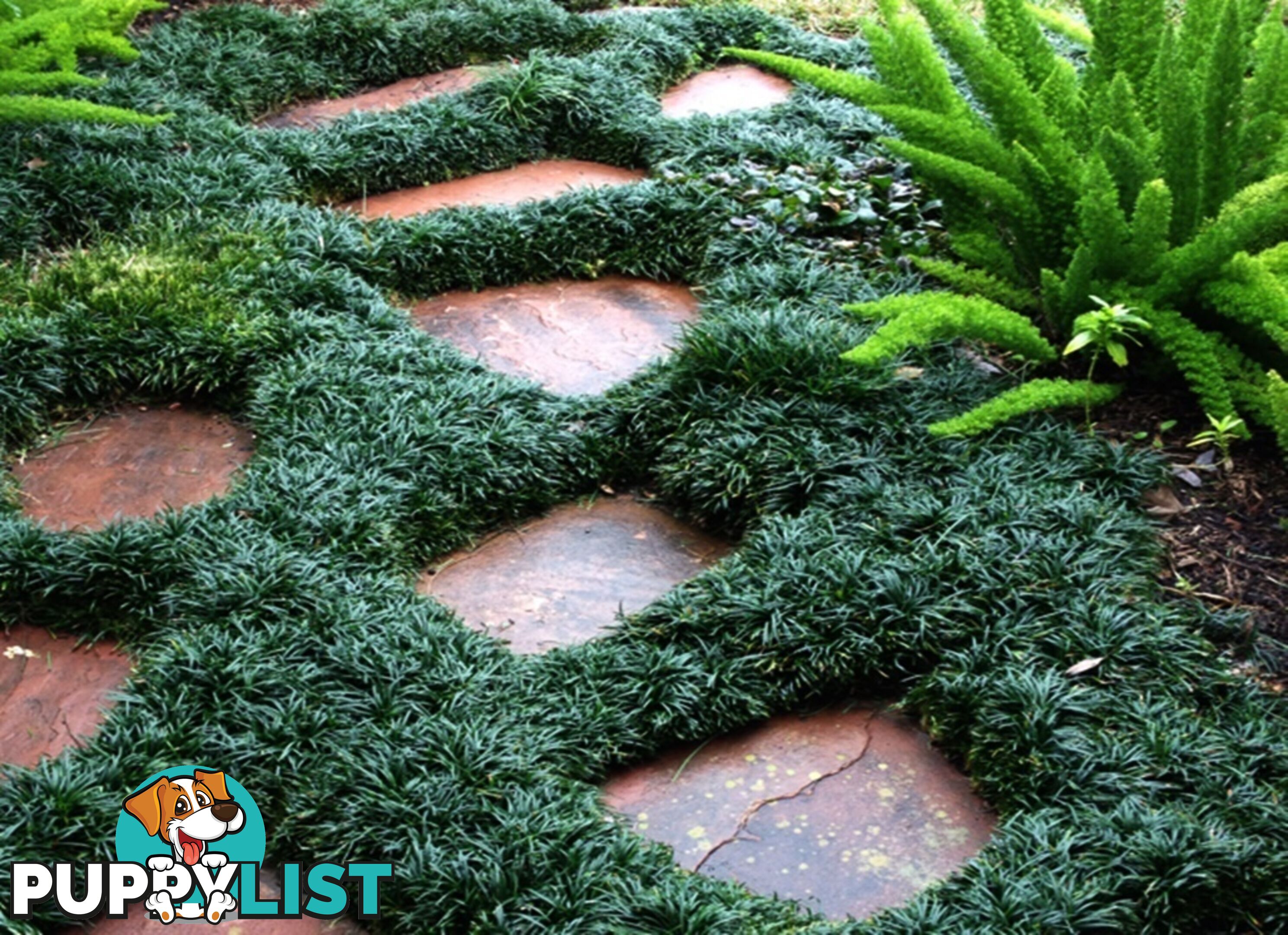 Dwarf / Mini Mondo Grass $80.00 including delivery Australia-Wide